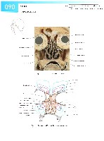 Sobotta Atlas of Human Anatomy  Head,Neck,Upper Limb Volume1 2006, page 97